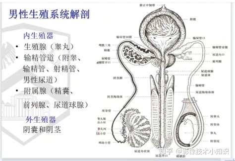 男人生殖器官|男性生殖结构